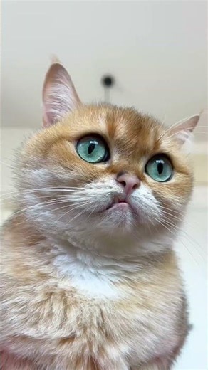 A Tale Of One Hat, One Cat, And Zero Cooperation! 😆🐱 #cats #prank #funny