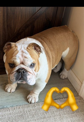 Are you stressy depressy lemon zesty? Find a dog and squeeze their head. Instant happy! 😁 #englishbulldog #bulldog #fyp #stressed #relax