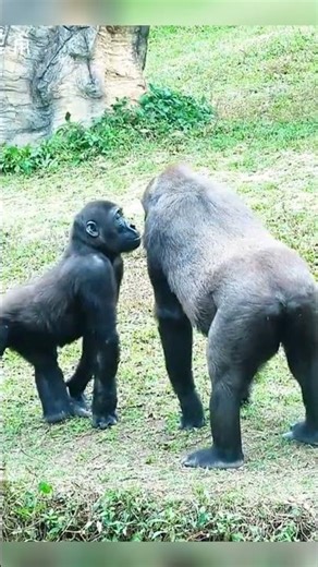 Ringo & lriki Wrestling Game Rolling All Over the Grass#gorilla #foryou #fypシ #foryoupage