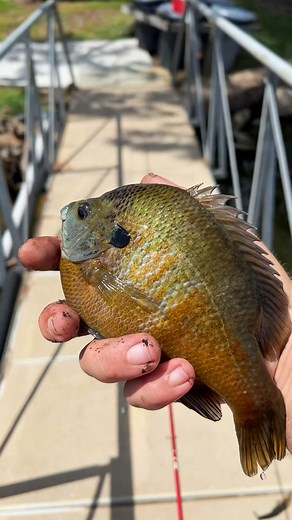 777K views · 10K reactions | Fish in crazy water (catch clean cook) #cooking #fishing #outdoors #easyrecipe #cheapprice #seafoodlover | Wade Fishez | Facebook