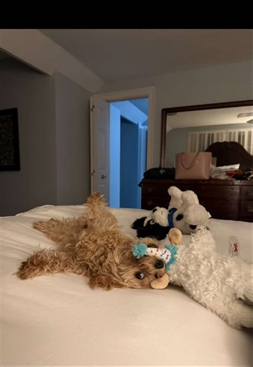 New City Adventure with Our Cavapoo Puppy