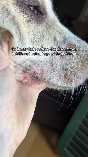 Does your dog have itchy skin? DM-01™ Daily Multivitamin is formulated to help your dog thrive. Its 12 clinically scientifically studied ingredients (commonly deficient in the normal dog diet) deliver core nutritional benefits that are foundational to long-term health (including skin & coat). ☁️ 100% Human-Grade ☁️ Vet-Formulated ☁️ Made in Vermont Help your dog stay itch-free. Use code DOGDAY for 25% off. | Dog is Human