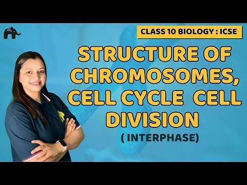Structure of Chromosomes Cell Cycle and Cell Division | Class 10 ICSE Biology Chapter 2 Interphase