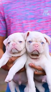 Pink pugs 😍💕#pug | PAW POINT UK