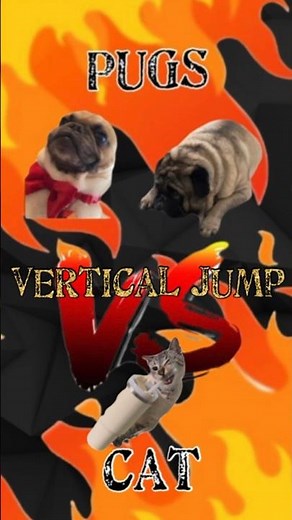Pugs VS Cat: Vertical Jump Test!