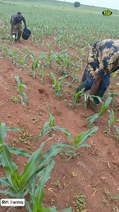 Here are the differences between organic and inorganic fertilizers 👇👇 #fertilizer #organic #synthetic #farmer #agriculture | Rifi Farms