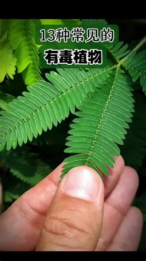 认识中药 #保健养生 #食疗养生 #中药材 #科普 #中草药 #健康 #recommendations #中国 #抖音 #推荐 #fyp #... | TikTok