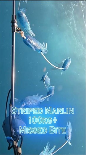 Marlin Underwater footage