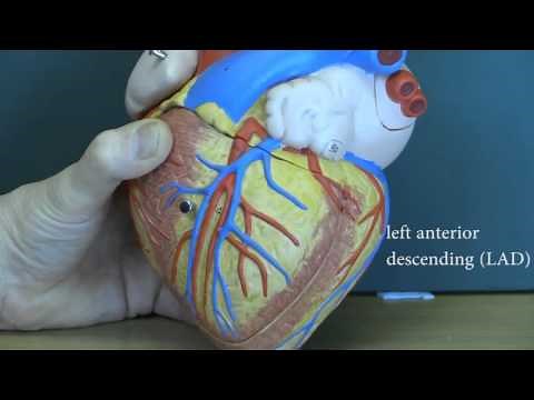 Cardiovascular System, Heart and major blood vessels