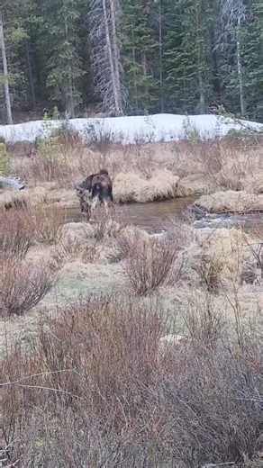 One of the most special things we've seen up here this year (so far!) | Silver Plume General Store