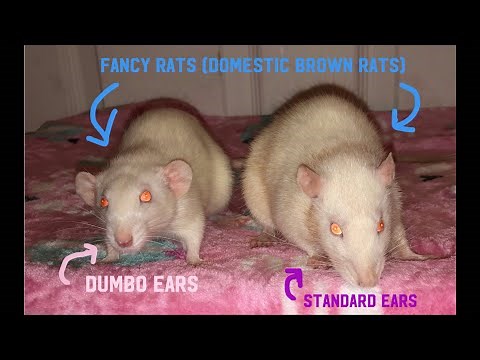 "Dumbo Rats" vs "Fancy Rats" - What do they mean?!