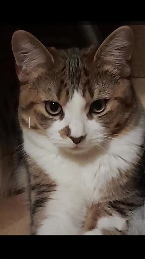 stan... #cats #lovedone #sad soo my cat was acting strange and he was biting and scratching and meowing at our windows then the next day someone ran over him and then we got the call from the vet stan has died 2025-2025