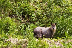 動物観察におすすめの暗視スコープ（ナイトビジョン）