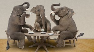 What Happens When You Give an Elephant LSD? Science Found Out