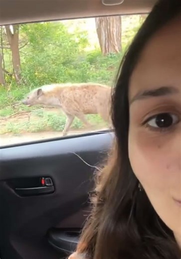 Explorando Sudáfrica: ¡Safari y Fauna Impactante!