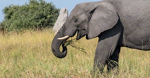 Elephant Haven, le premier sanctuaire pour éléphants d'Europe s'ouvre aux visiteurs dans le Limousin