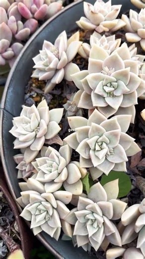 [多肉植物geee]薄氷^_^ #geee #succulent #plants #garden #ベランダ多肉 #タニパト #gardening
