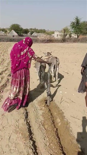 امرأة تكافح في حرارة الصحراء وتفلح الأرض بمساعدة الحمير