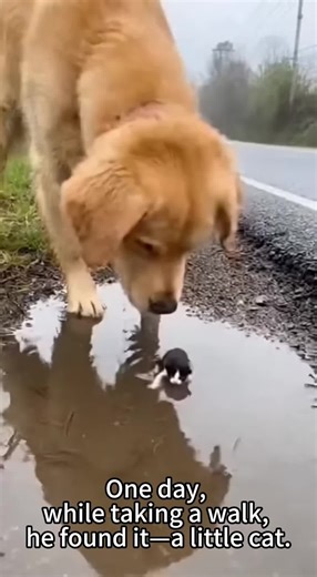Perros y gatos: Historias de amistad y adoración
