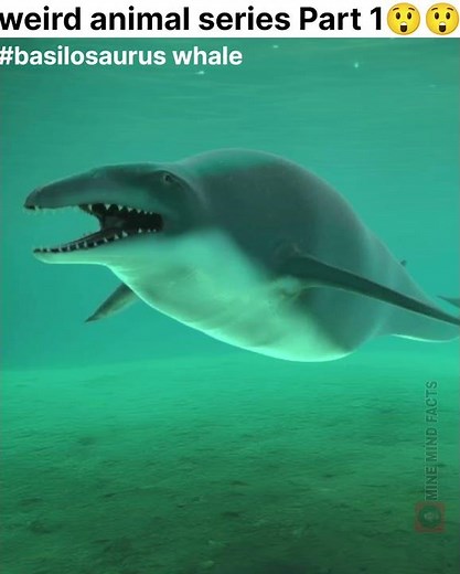 😱basilosaurus whale (ancient animals).