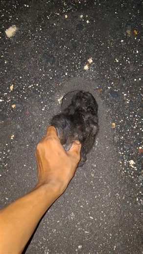 11K views · 50 reactions | there are animals sleeping in the sand | Bijang TV | Facebook