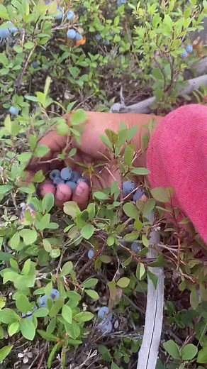 46K views · 753 reactions | Wild blueberries in Alaska. My favorite berries to pick. 𢡄 #wildblueberries #wild #blueberry #berry #berryseason #harvest #Alaska #alaskalife #AlaskaLiving #filipinainalaska #buhayalaska #filipino #picking #pickers #handpicked | Filipina Nurse in Alaska CrevistonCreations | Facebook