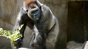 Who wins in a fight with a gorilla? 100 men vs 1 gorilla debate breaks out on social media