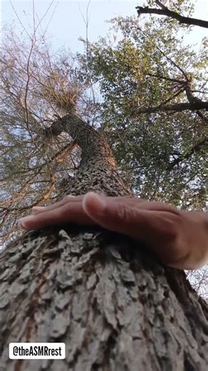 ASMR Tree Massage Satisfying Wood Triggers for Deep Sleep & Relaxation