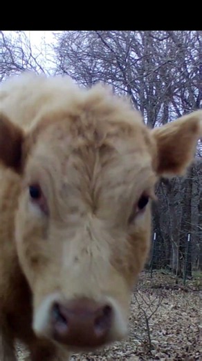 These Cows Walked Up and SNIFFED My Trail Camera! 😳🐄