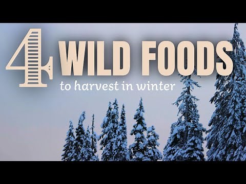 What Wild Plants Can You Eat in Winter? Foraging and Cooking Soup