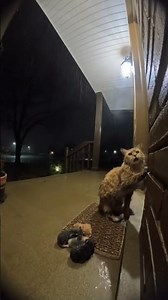 “Poor Cat Crying in the Rain — Asking for Help Outside the Door 😿🌧️”#SadCat #CryingCat #Emotional