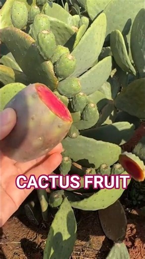 How to Peel a Prickly Pear Cactus Fruit Perfectly! 🌵 vibrant ASMR #satisfying #cactusfruit #shorts