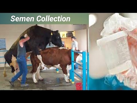 Semen Collection process/How to collect semen from Bull/Complete video notes