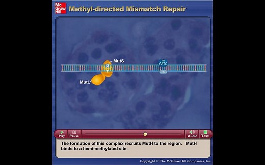 DNA错配修复-Methyl-directed MIsmatch Repair