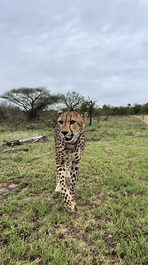 Wildlife Vet Experience in South Africa