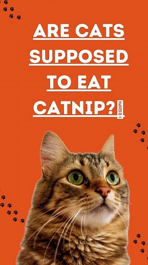 🐱😺 Curious about catnip and cats? 🌿 Let's uncover the truth! 🧐 . Contrary to popular belief, cats aren't meant to munch on catnip, but they sure love its effects! 😻💫 . 🙀 Just a sniff can send them into a state of pure bliss, like a mini spa day! . 🎉 Keep the excitement going with catnip-infused toys and playtime to keep your furry friend entertained and happy! 🎁🐾 . . Dm for credit - 🎥 . #ilovemycat #ilovemycats #catfact #catfact #catnip #cattip #catlifestyle #catowner #catlady #catmom