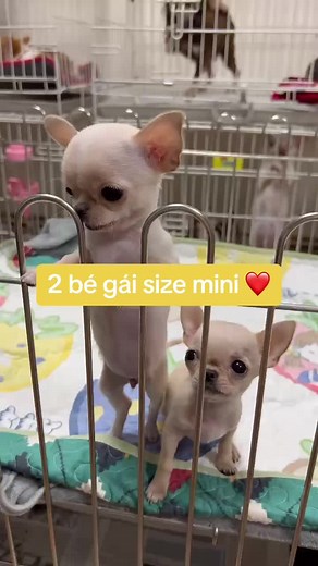 2 bé gái size mini Chihuahua lông dài yêu thương ❤️