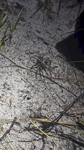 14K views · 161 reactions | some more cool spider finds! Florida is crawling with huge wolf spiders. Also, a huge cicada that almost nailed @tarantulacollective in the head (cicadas got my back clearly but bad aim) | Tarantula Kat | Facebook