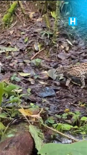 De una casa en Bello al bosque: margay rescatado volvió a su hábitat natural Luego de un año y medio de rehabilitación, un margay (Leopardus wiedii) que permanecía en cautiverio ilegal en una vivienda de Bello fue liberado en su hábitat natural, en un bosque de niebla del suroeste antioqueño. El felino fue rescatado en febrero de 2024, tras caer del tercer piso de la casa donde era retenido y terminar en el patio de una vivienda vecina, situación que permitió la alerta ciudadana y la activación 
