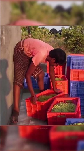 Kismis Factory Secrets Revealed - How Kismis Are Made 🍇