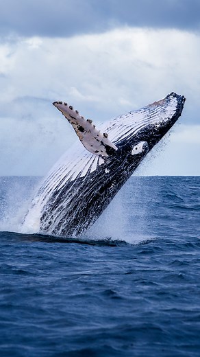 Today is World Whale Day - a day to celebrate our aquatic friends and appreciate the vital role they play in our ecosystems. But what is it that makes whales so special? We asked wildlife scientist and whale expert Dr Vanessa Pirotta to give us her most interesting whale facts; here is 60 Seconds of Science.⁠ Dive further into the mysterious world of whales with Dr Vanessa Pirotta’s book, Humpback Highway, out 1 April 2024. #ausgeo #education #conservation #whale #whales #worldwhaleday #savethew