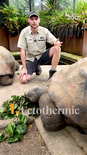 5.3K views · 148 reactions | We’re back with our ‘5 facts’ series - Galápagos tortoise edition!  These larger-than-life tortoises are known for their slow pace, but you can learn five facts quite quickly in our latest video with ectotherm keeper Rich. Share your knowledge with your friends and whānau! You can also learn more at our Galápagos tortoise keeper talk at 12.15pm every day. | Auckland Zoo | Facebook