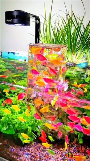 glowing tetra fish lovers..#exoticaquariumfish #fish #aquariumfish #fishkeepinghobby