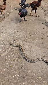 10K views · 68 reactions | Python Snake Vs Hen #highlightseveryone | Prakash Animal Welfare | Facebook