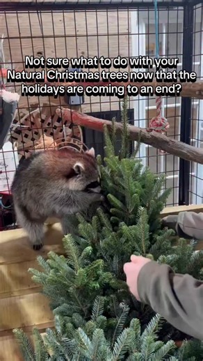 Why do our animals love real Christmas trees? Natural trees make amazing enrichment! The new smells, textures, and shapes encourage curiosity, exploration, and natural behaviors, keeping both minds and bodies active. We only use real, untreated trees (no flocking, chemicals, or decorations), and every interaction is closely supervised to keep our animals safe and happy. If you’d like to drop one off we are here everyday from 10-6pm. Trees can be dropped in front of the big red barn! Thank you so