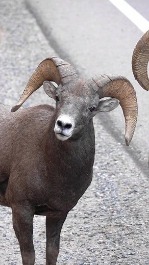 64K views · 998 reactions | Rams butting heads in Big Thompson Canyon near Estes Park Colorado. The third one looking at me made me laugh. Haha. #bighornsheep #bighorn #bighornram #ram #rams #ramsbuttingheads #Colorado #coloradowildlife #fbreels #reelsvideo #reelsfb #fyp #wildlifephotography #coloradoadventures #wildanimals #natgeo #natgeowild #natgeowildlife #natgeoadventure #foryou | Colorado Adventures | Facebook