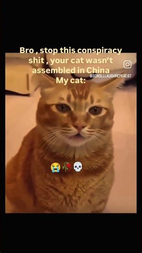 OMG! Cat can sing better than me🥹 #funny #cat #singer #gaming #memes