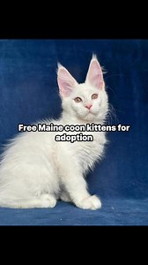 We are giving kittens for free to loving families who can provide them with a forever home. Our kittens are: - *Age:* 8 weeks old - *Breed:* Maine coons and ragdoll kittens - *Sex:* Males and Females - *Weight:* 6-8 pounds - *Height:* 10-12 inches - *Coat:* Double coat, hypoallergenic, and soft to the touch - *Color:* Salt and Pepper, Black, and White - *Health:* Up-to-date on vaccinations, microchipped, and dewormed - *Temperament:* Friendly, curious, playful, and affectionate Our kittens are r