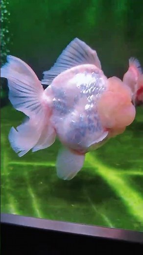 Pure white shimmering scales goldfish! #koi #aquaticpets #aquarium #fish #exoticaquariumfish