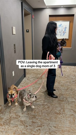 Semi-controlled chaos always 😅 #dogmom #dogmomlife #dogmomsoftiktok #dogmoms #frenchiemom